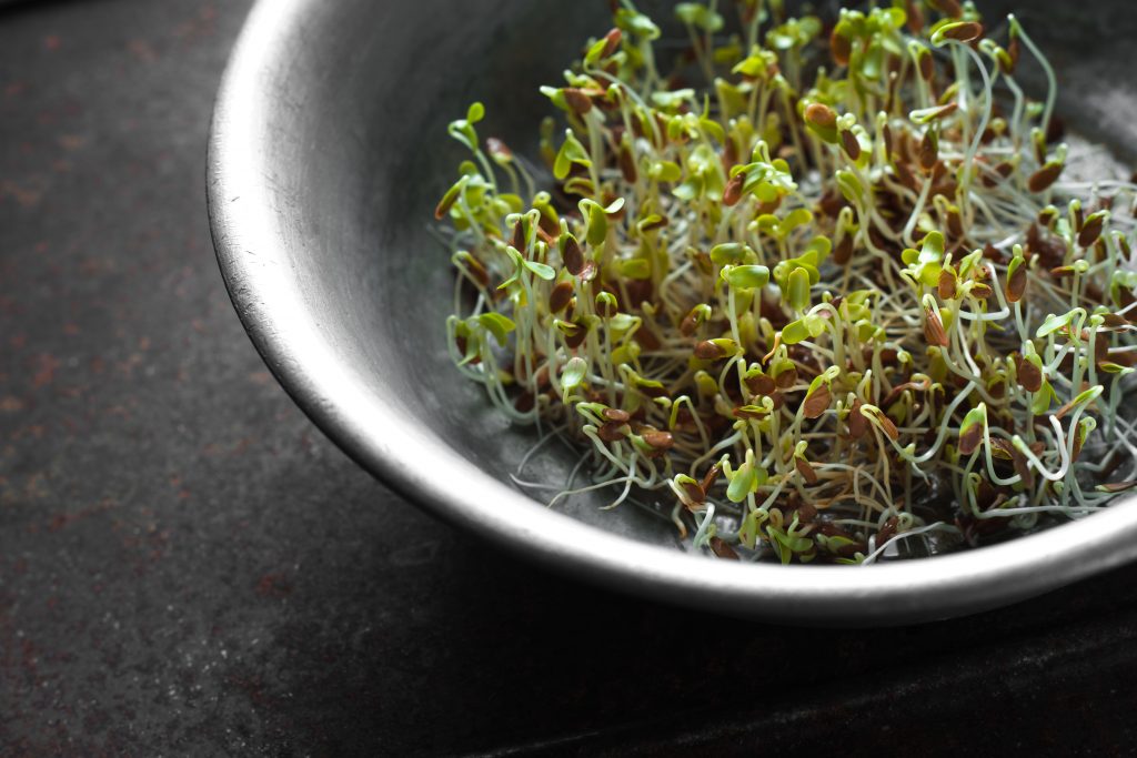 Green flax sprouts