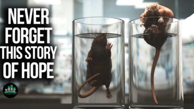 Photo of Shocking Rat Experiment Teaches Powerful Life Lesson