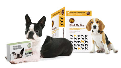 Photo of With Green Monday, Find Out Your Dog’s True DNA Make Up At A 20% Discount.