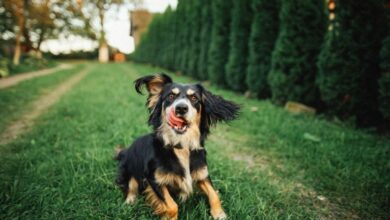 Photo of Got a Yard? Make Extra Cash by Renting it Out as Dog Park