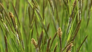 Photo of the best of the sedges, and how to use them (even mown!), with sam hoadley