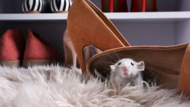 Photo of Got Rats? We’ve Got Cheap Ways to Handle and Prevent Pest Problems