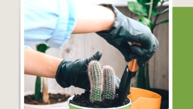 Photo of Repotting Houseplants: Easy Vs. Difficult