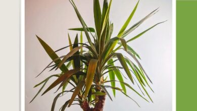 Photo of Pushing Repotting Limits With A Spineless Yucca