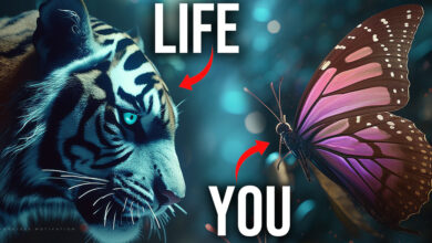 Photo of Butterfly (Official Lyric Video) A Song About Struggle and Mental Strength