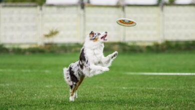 Photo of Disc Dog Sport – Dogster