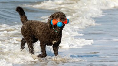 Photo of Top 5 Water Dog Breeds – Dogster