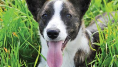 Photo of Meet the Charismatic Cardigan Welsh Corgi – Dogster