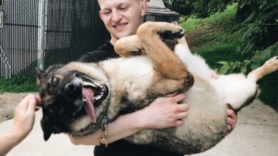 Photo of Saving Senior Working Dogs Who’ve Served America – Dogster