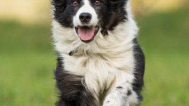 Photo of The Border Collie — Mastermind of the Dog World – Dogster