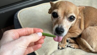 Photo of Can Dogs Eat Green Beans? – Dogster