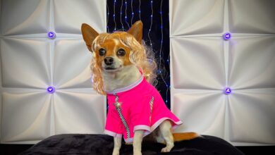 Photo of Dog Instagram Celebrity RuPawl’s Droolworthy New Dog Clothing Line – Dogster