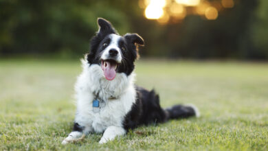 Photo of Herding Dog Breeds – Dogster