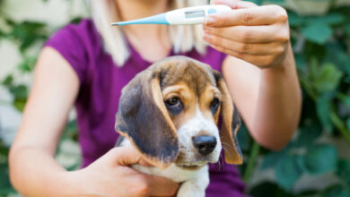 Photo of How to Take a Dog’s Temperature – Dogster