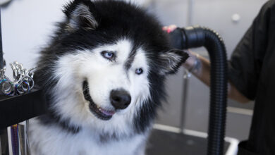 Photo of Husky Grooming Tips to Control Shedding – Dogster