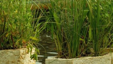 Photo of RISD students create floating mycelium pods to cleanse waterways