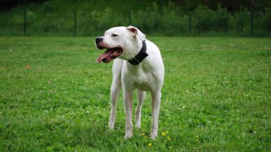 Photo of 18 Dogo Argentino Facts For This Imposing Breed – Dogster