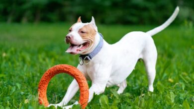 Photo of 10 Best Dog Toys for Pit Bulls in 2024