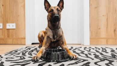 Photo of 11 Best Dog Foods for Belgian Malinois in 2024