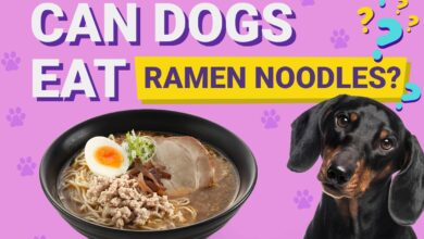 Photo of Can Dogs Eat Ramen Noodles? Vet Approved Facts – Dogster