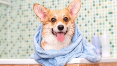 Photo of 7 Best Dog Shampoos for Odor Control in 2024