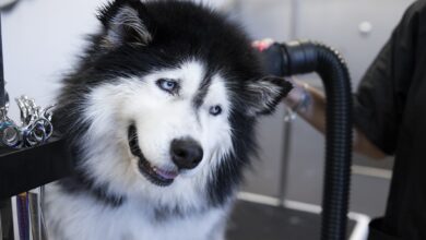 Photo of Husky Grooming Tips to Help Control Shedding – Dogster